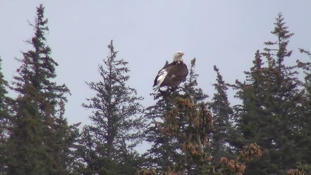 A falcon above the trees.