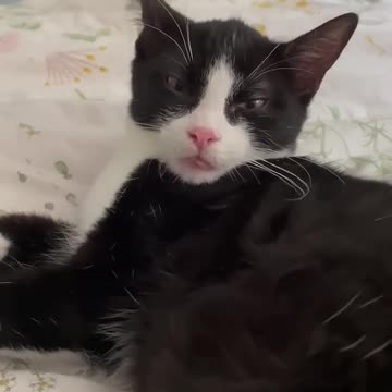 "Feline Fables: Navigating Life with a Whiskered Companion – Tales of Joy, Mischief, and Endless Purrs!"