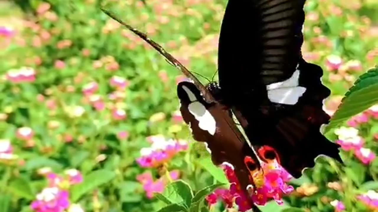 The beauty of butterfly