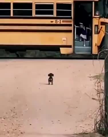 Happy dog waits for its small human to come home.mp4