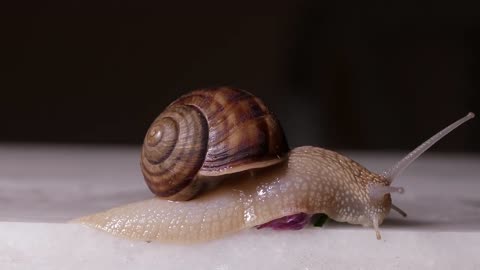 Video Of A Snail