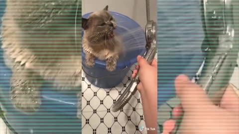 Funniest animals #1