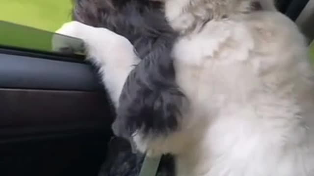 Dog car moving in window