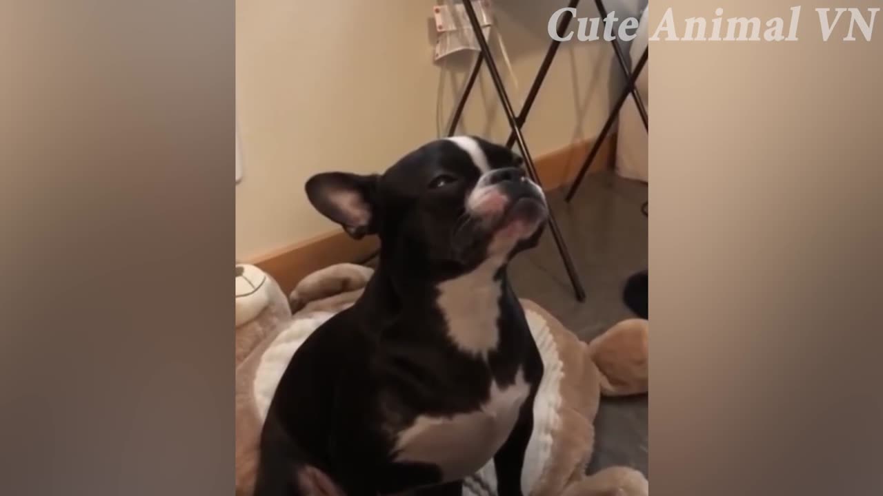 FUNNY ANIMAL VIDEOS - 😂Funniest Cats and Dogs 😺🐶!