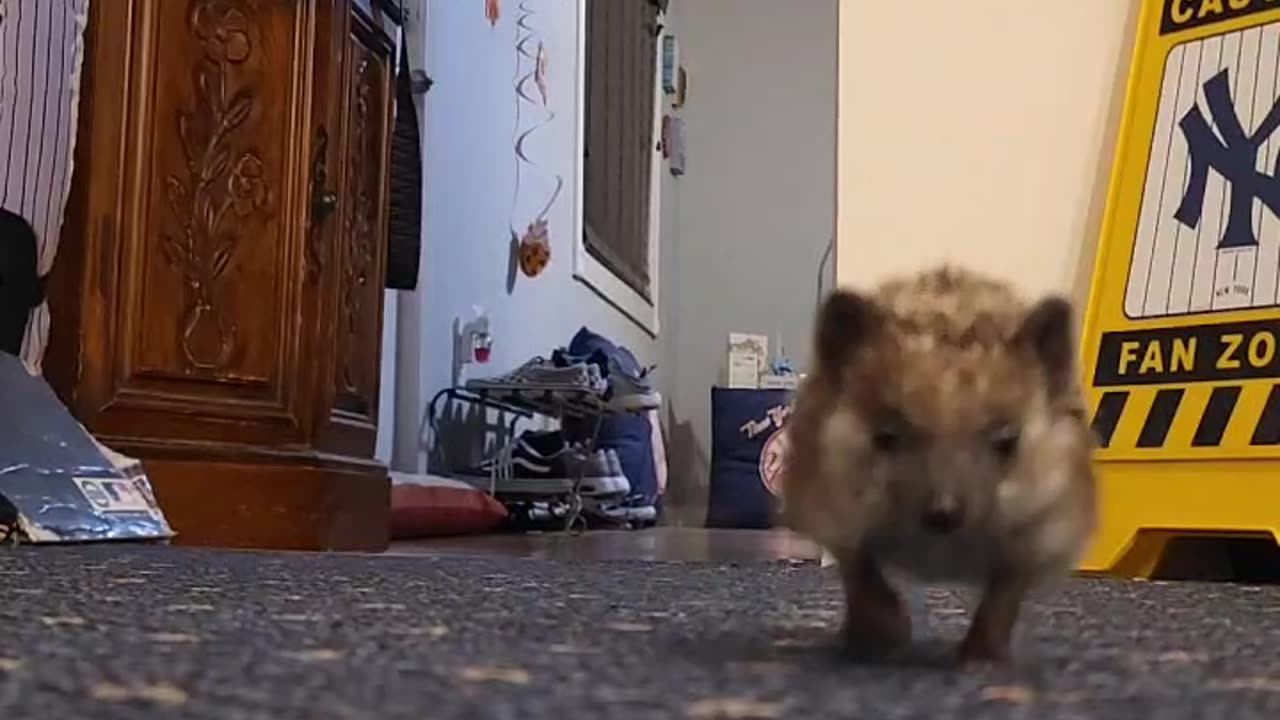 Fast And Curious Hedgehog