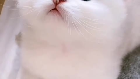 Cute cat short video