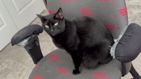 Adopting a Cat from a Shelter Vlog - Cute Precious Piper Shows How to Sit On an Office Chair