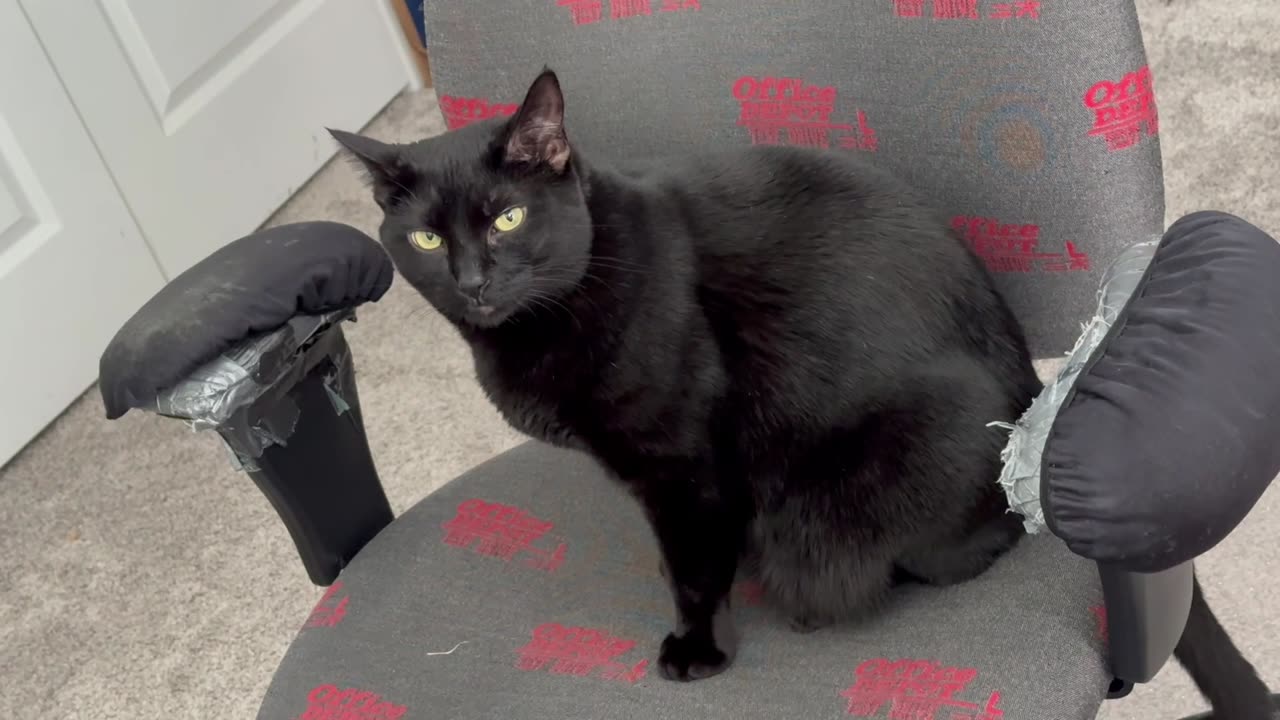 Adopting a Cat from a Shelter Vlog - Cute Precious Piper Shows How to Sit On an Office Chair