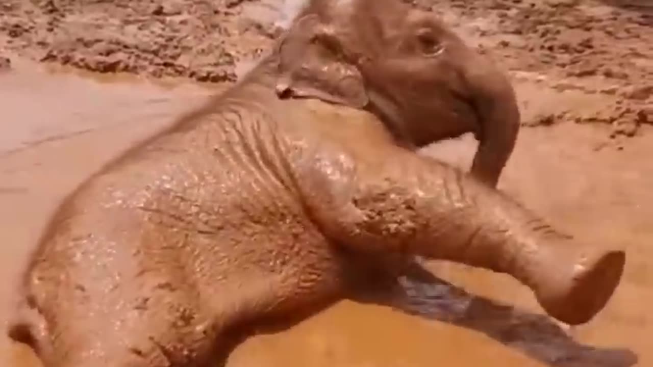 "The Little Roar: The Surprising Sound of a Baby Elephant"