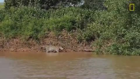 JAGUAR ATTACKS CROCODILE (EXCLUSIVE VIDEO) NATIONAL