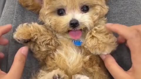 So cute 🐶