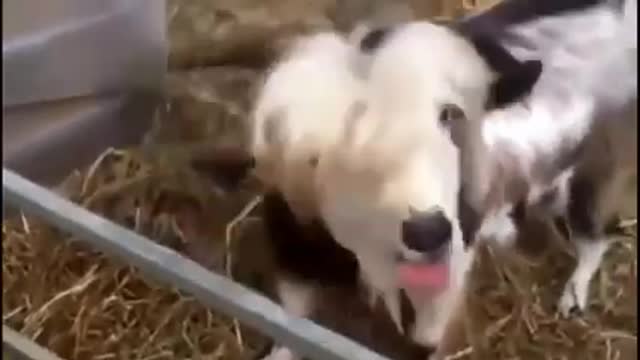 Top Screaming Funny Goats compilation January 2020