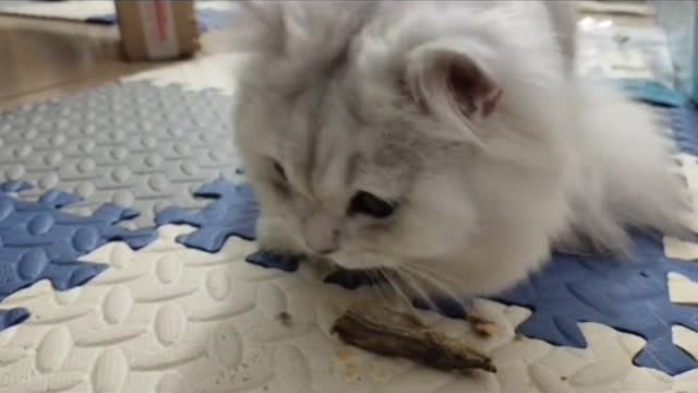 Love to clean and clean up their fur often Kittens