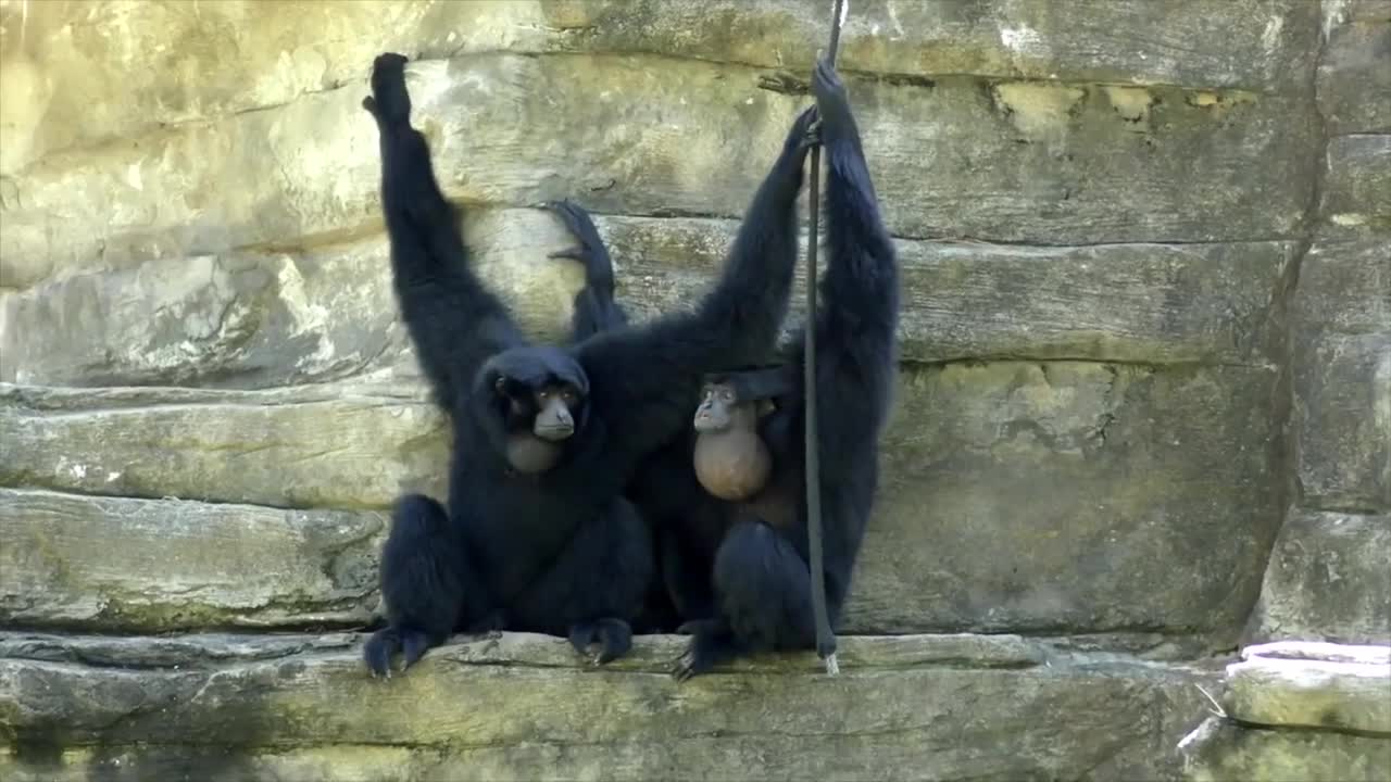 Cute gibbons !