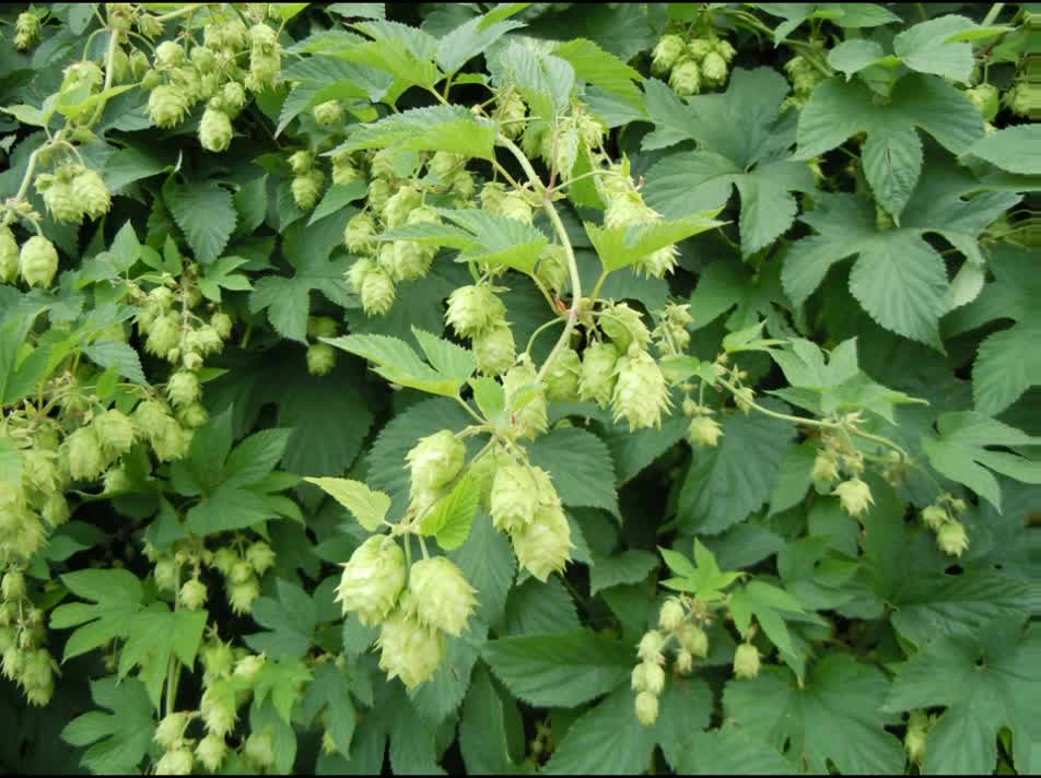 Lúpulo ( Humulus Lupulus ) serve para distúrbios do sono e ansiedade