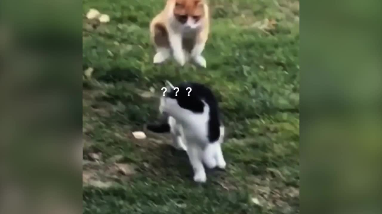 It's funny when two cats fight