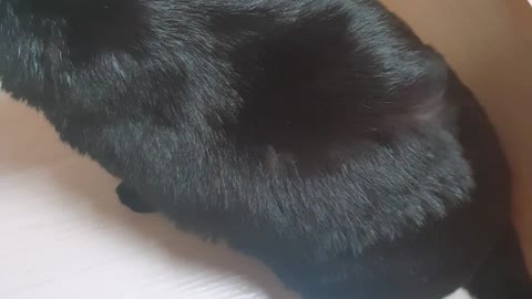 My cat likes to take a bath🛁