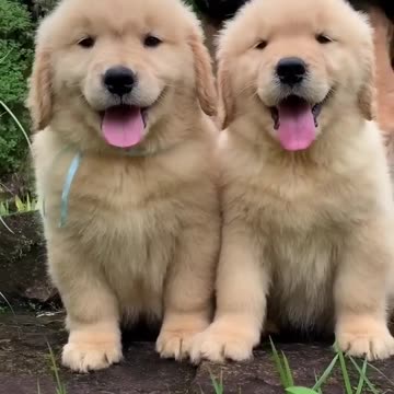 Fluffiest Golden retriever Puppies!