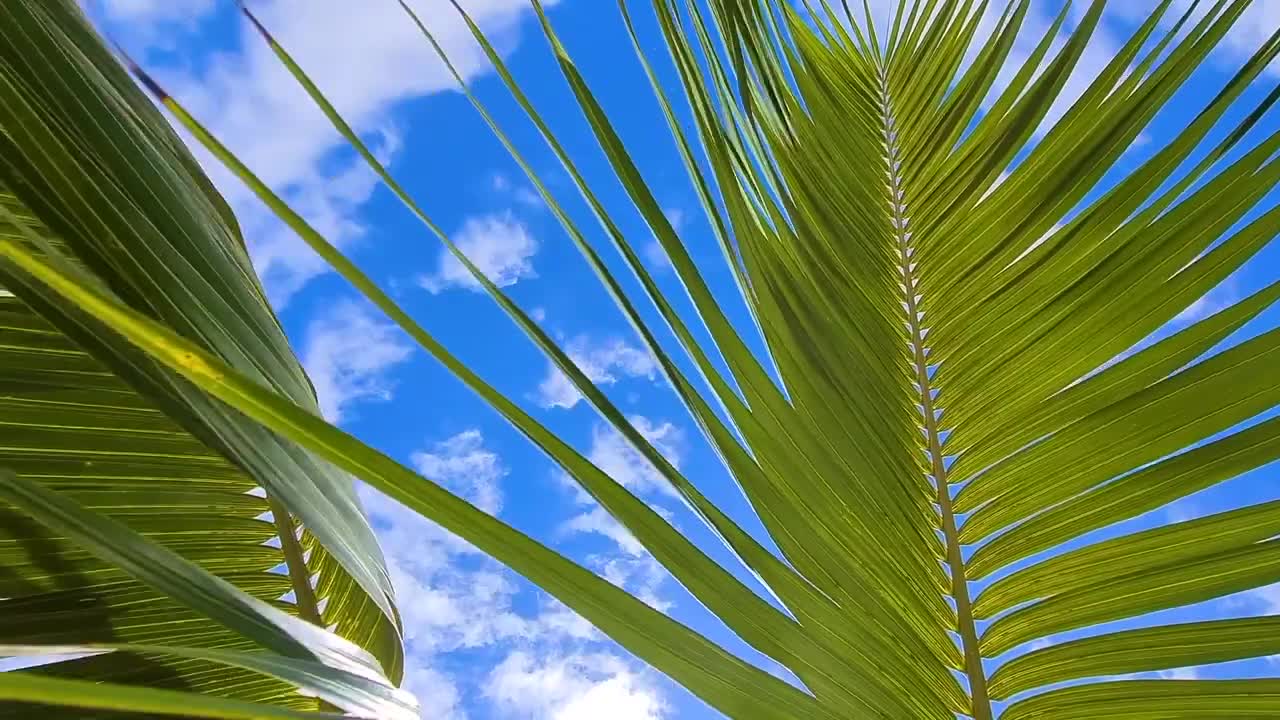 Palm in the wind