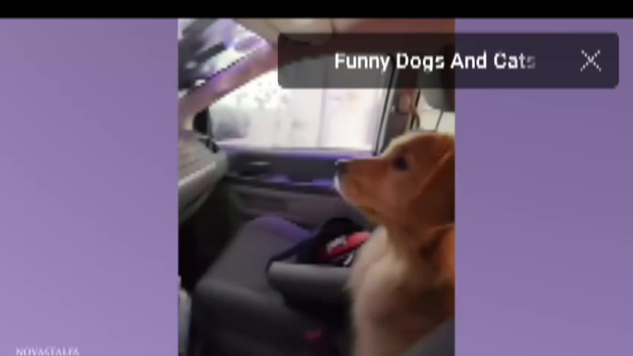 Dog 🐕 funny 😂 video # animals 😂 video