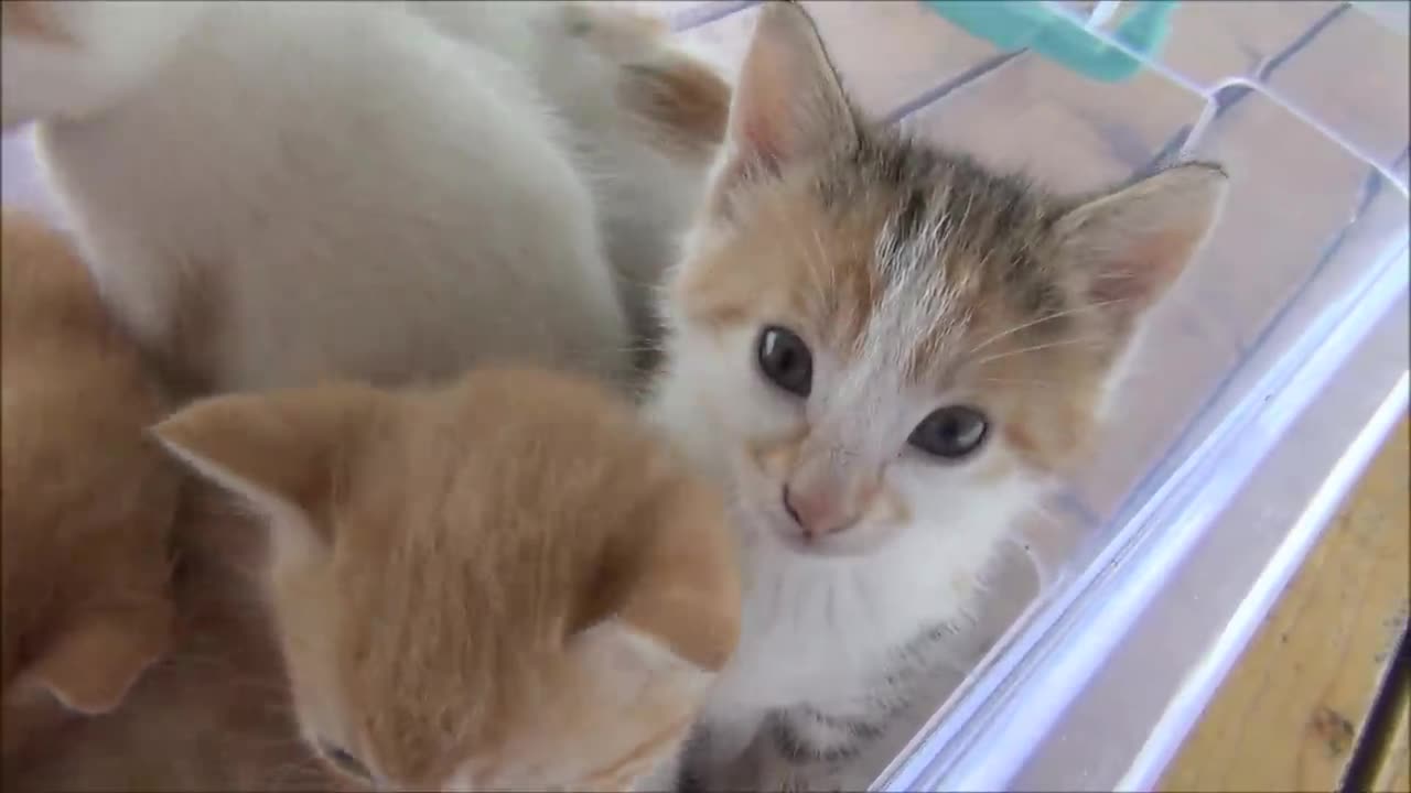 Kittens meowing (too much cuteness) - All talking at the same time