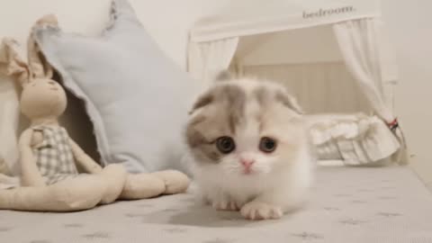 Cute kitten learning to play with toothpick