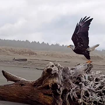 Eagle at the Beach Slow Motion Launch to Flight.
