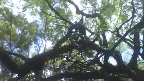 Filmando uma grande árvore no museu de ciências, além do céu e nuvens [Nature & Animals]