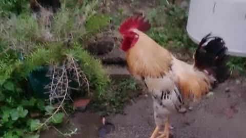 Chicken Rooster playing Soccer