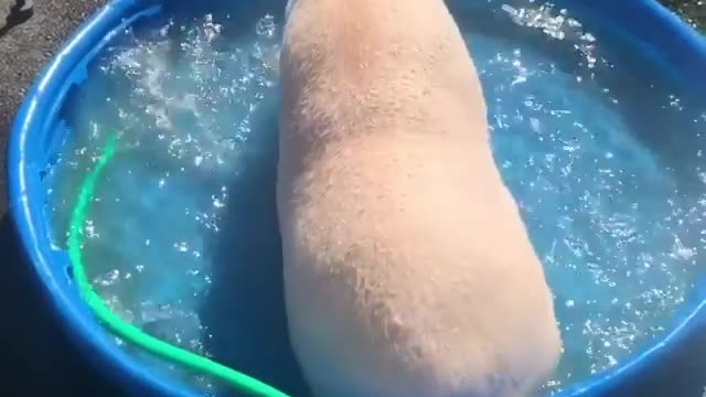 Pig in the pool