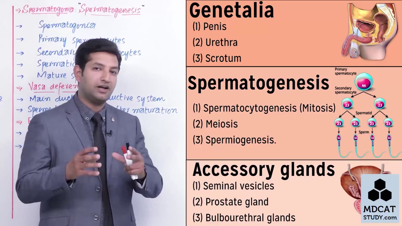 LEC#7 MALE REPRODUCTIVE SYSTEM