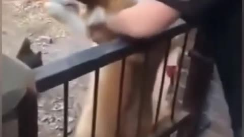 The "chicken" dog