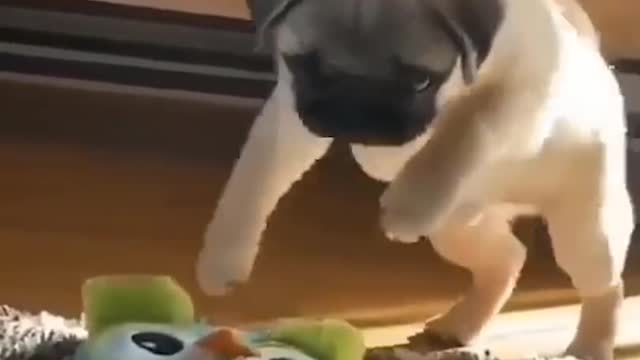 FUNNY DOGS VIDEOS