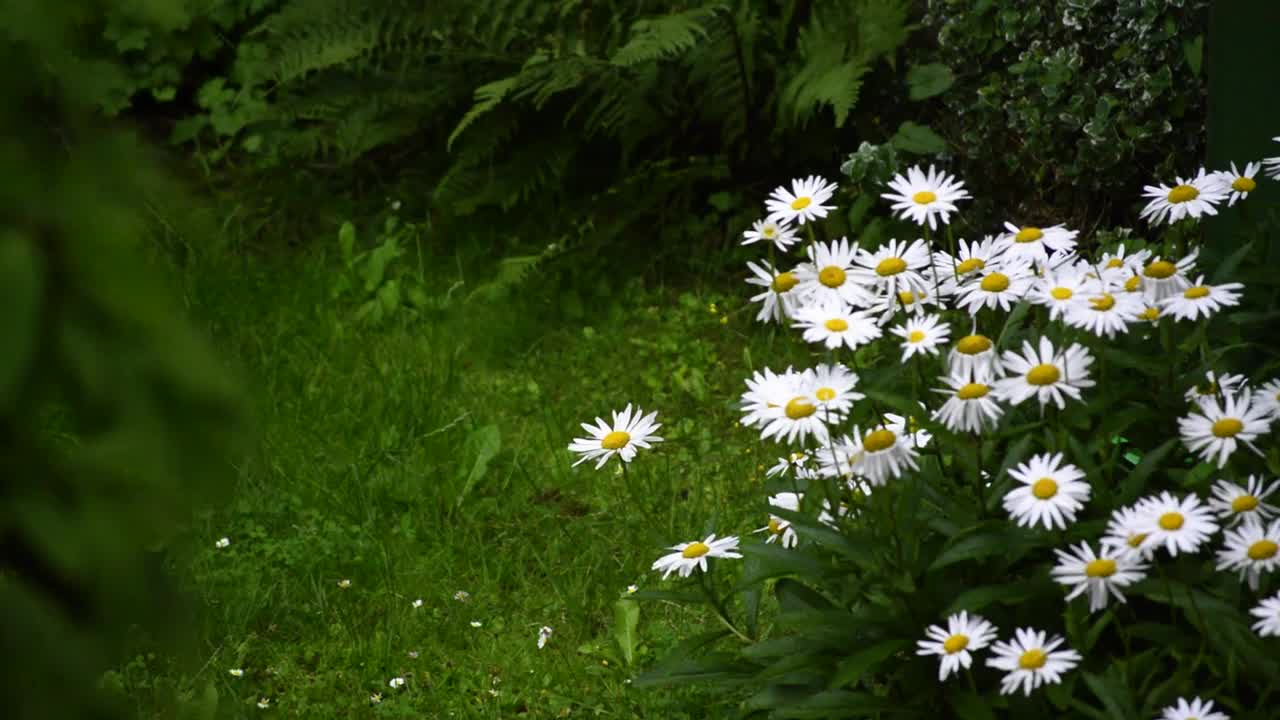 Raining🌧😍, rainsoundvideo#rain,#nature , #relaxing #rainsoundsforsleeping