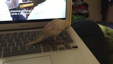 AWW! Little bird tries to lift keyboard cover but fails.