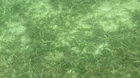 Snorkeling Above a Bed of Starfish 🌊⭐