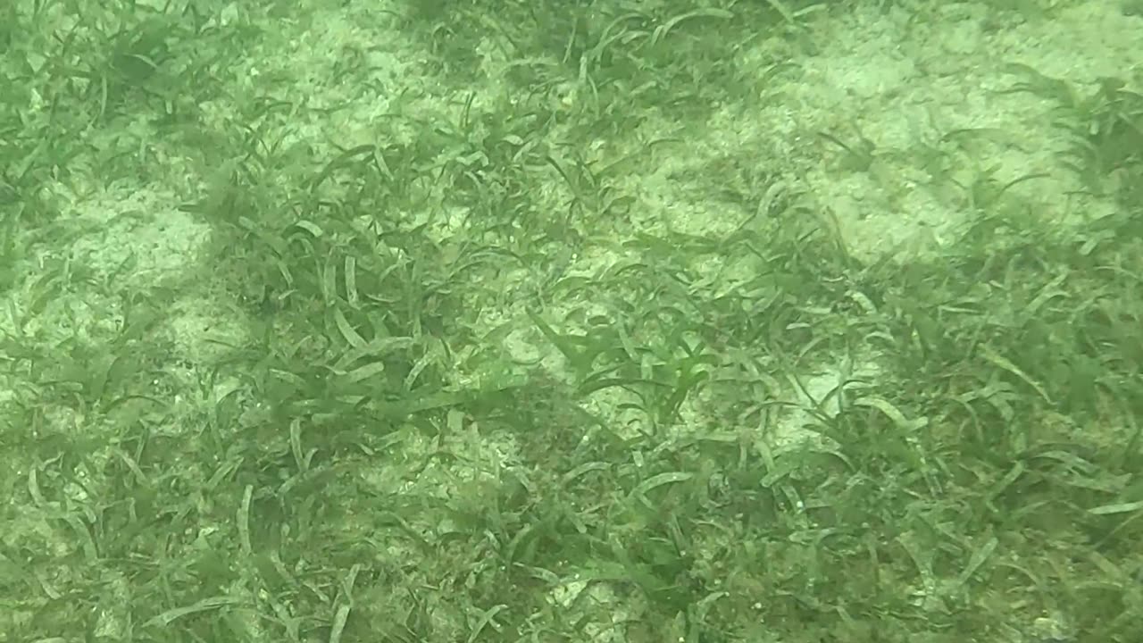 Snorkeling Above a Bed of Starfish 🌊⭐