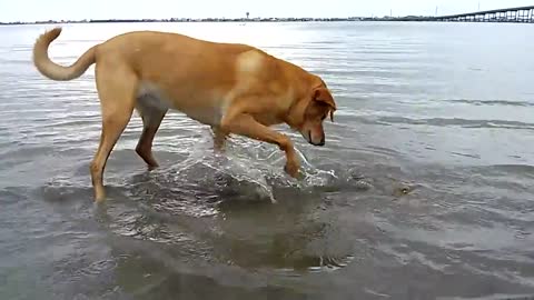 Ellie the Wonder Dog vs An Octopus