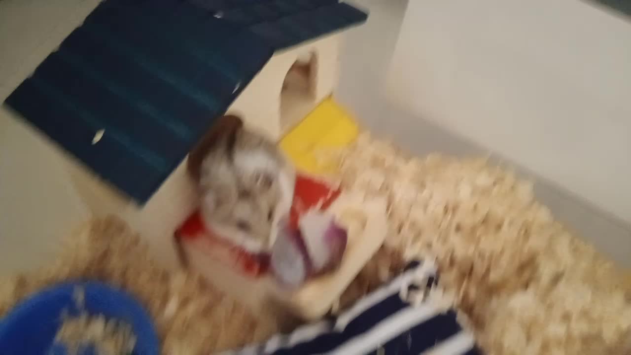 Hamster sweet potato "Mukbang"