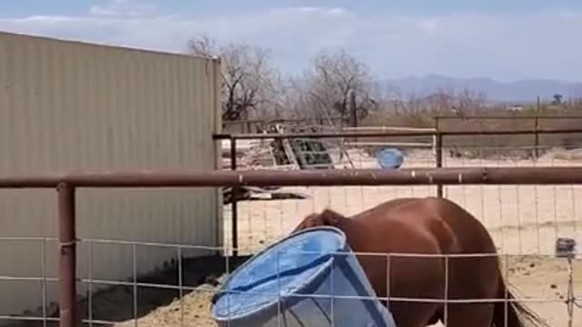 Funny Horse Stuck In A Bucket! 😂😂😂