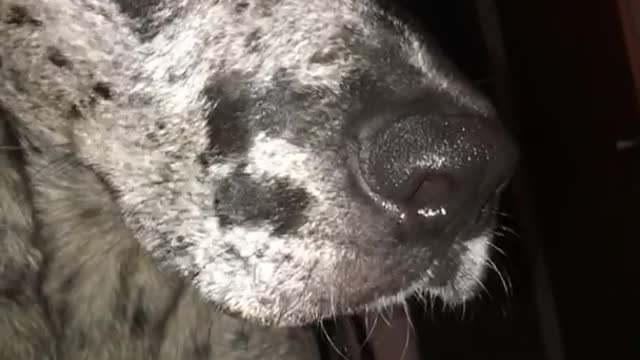 Spotted dog stands over other dog laying down