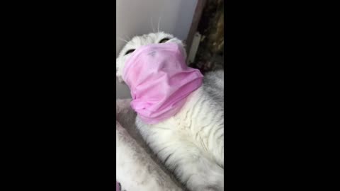 Enchanted cat