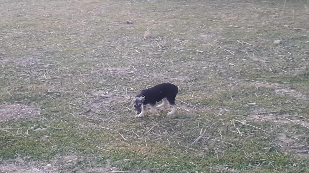 to welcome in fallow field!