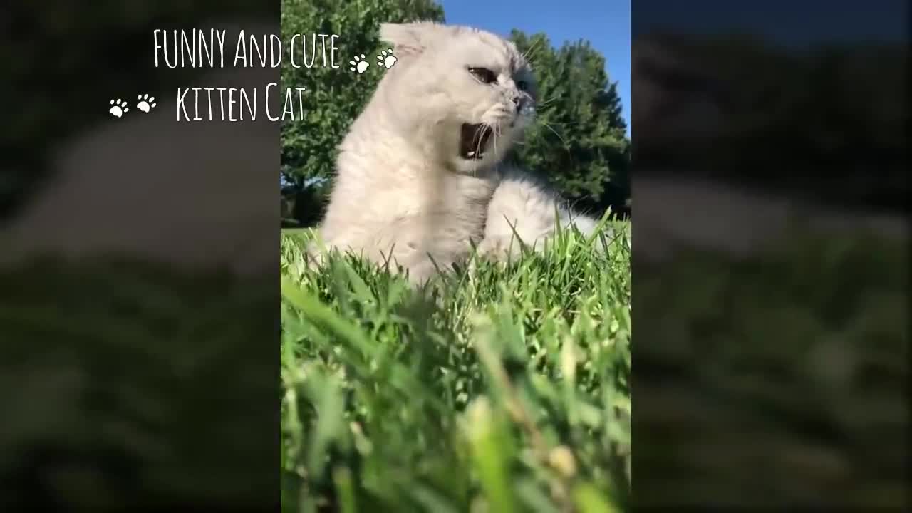 Cats can Speak English Better