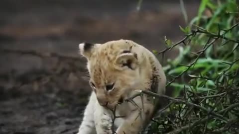 The Baby Lion || Cute Cubs || Animal lovers