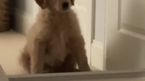 This dog was surprised to see himself gross in the mirror, who is like me on the other side