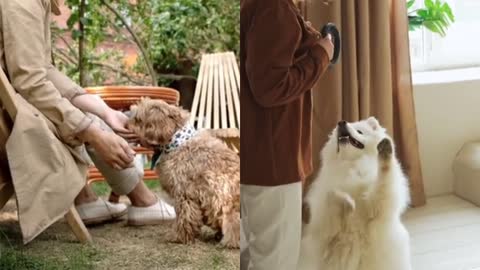 Fun with dog 🐕 in spare time new video