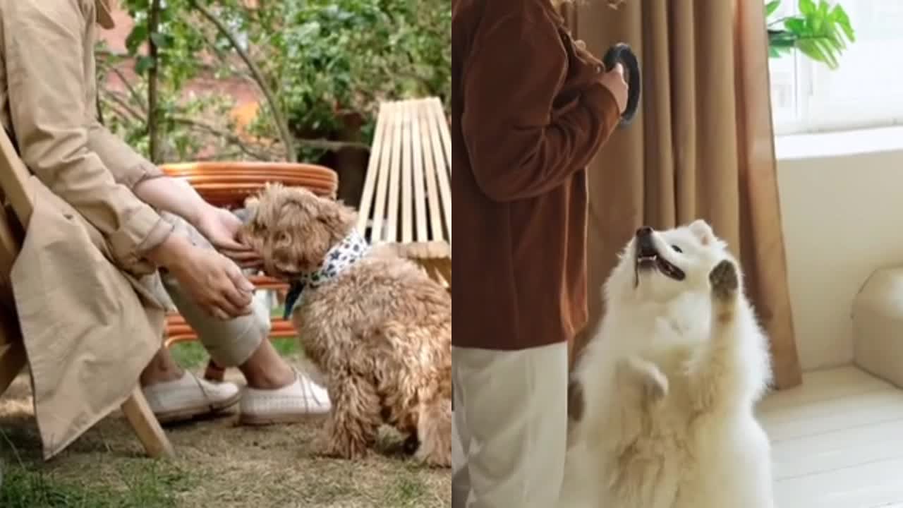 Fun with dog 🐕 in spare time new video