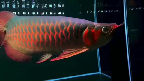 Super blood red dragon, chariot body shape, very perfect and super domineering.