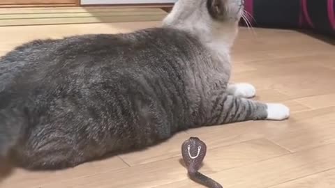 Snake attacked on Cat